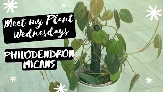 Meet My Plant | Philodendron Micans | EP 01