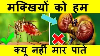 Why are Flies so Hard to Swat in Hindi ? | क्यू हम मक्खी नहीं मर पते | Human Vs Fly | Science Behind