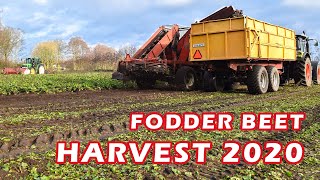 Twee fasen voederbieten rooien | Fodder beet harvest | Claas Arion, John Deere, Gilles WKM