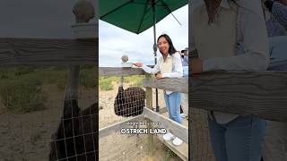 Ostrich Land