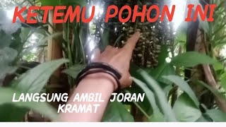 Ketemu pohon ini buru- buru langsung ambil joran kramat pohon risi