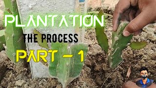 DRAGON FRUIT PLANTATION AT HOME | ड्रैगन फ्रूट की खेती कैसे करें - BY DEB DRAGON OFFICIAL | Part - 1