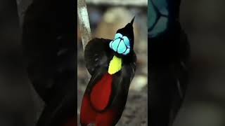 #Peafowl #Wilson's# bird-of-#paradise Bustard# Western #tragopan