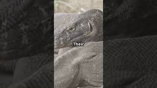 Komodo Dragons: Nature's Venomous Giants!!!!! #shortsvideo   #viralshorts #reels #trending