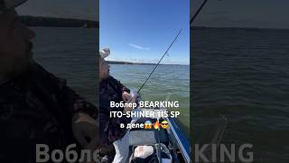 🐟Щука схватила Воблер 💪BEARKING ITO-SHINER 115 SP🔥🐻😎