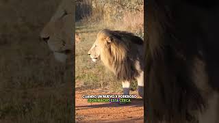 Leones luchan por proteger a sus crías de otros depredadores