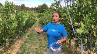 Vendanges J-8 - Vidéo 1/2