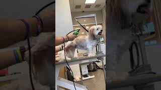 Judy - Havanese dog grooming