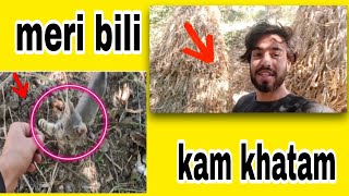 Kam kr diya khatam | bili cute hai na 🐱| Raja latief