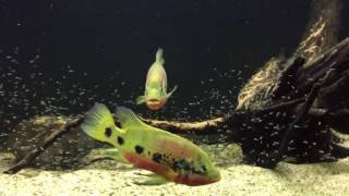 WC Hemichromis Fasciatus pair - Havoc & Widow - update 11.17.2016