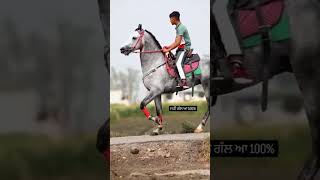 #shorts #trending #pushkar #marvadi hors #shorts#Goat #animal #kabutar #dumba