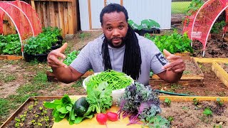 Little Backyard Garden Harvest, This is What I Harvested Today