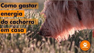 Como GASTAR ENERGIA do seu cachorro em casa