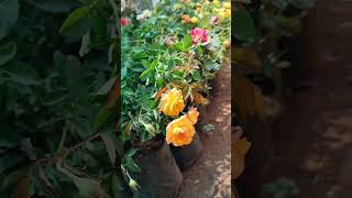 Beautiful Nursery| garden | plants | #garden