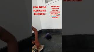 #anakrantau #semangat #makanan #kuliner #nasi #bungkus #videoviral #dswsumber