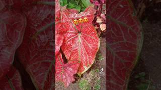 #caladium #entreplantasconjen #costarica #plantas #iloveplants #plant