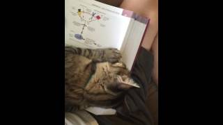 My cat ate my homework!!!