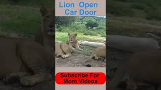 Lion open Car Door #Shorts