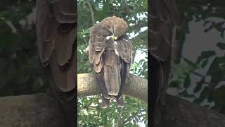 Blackkite Bird #blackkite #birds #shortsfeed #lovely #views #ytshorts #nature #love #watch #birding