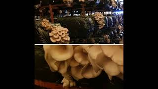 Nuova Produzione funghi pleurotus anno 2020