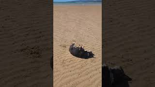 Kelpie dog enjoying the beach #kelpie #dog #cute #dogs #doglover #dogshorts #beach #cute #cutebaby