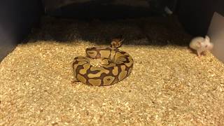 Short Ball Python Feeding