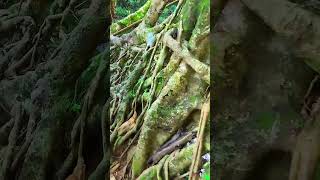 Single Living Root Bridge (Meghalaya) #shorts