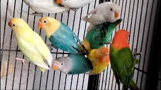 green opaline lovebird May 2, 2024