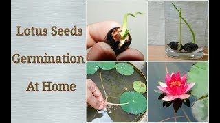 How To Grow Lotus Plant From Seeds At Home - Easy Process #gardening