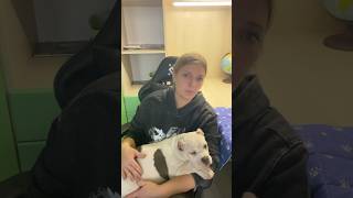 Не бери собаку! Часть1.Думаю о покупке щенка… #питомниксобак #americanbully