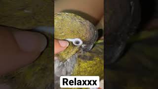 Masaje para loros y cotorras