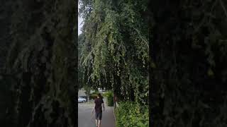 #Umbrella trees #Nature #Videoviral♥️