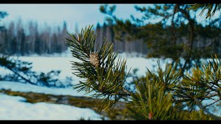 It's almost spring | BMPCC 4K short film