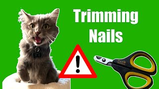 Trimming a Difficult Cat's Nails