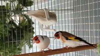 Carduelis major agata/lutino e isabel ×clássica..