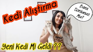 EVE YENİ KEDİ Mİ GELDİ ?? KEDİ ALIŞTIRMA NASIL OLMALI ?? (Kediler Birbirine Nasıl Alıştırılır?)