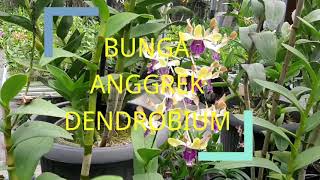 BUNGA ANGGREK DENDROBIUM