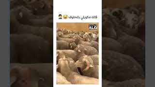 قالك لكبش تاع هذا العام مكوبلي مع لحلوف🤣🤣