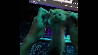 Kitty Dancing