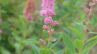 Senior Bird Walk, Union Bay Natural Area, July 7, 2023