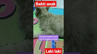 kucing liar.sound baktinya anak laki laki