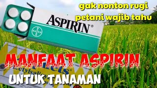 MANFAAT ASPIRIN UNTUK TANAMAN