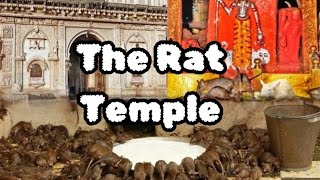 The Sacred Rat Temple of Karni Mata