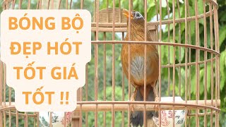 Mã số 186-Họa mi bóng bộ đẹp hót tốt |Giá 3tr|  | Khải Chim Tuyên Quang