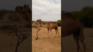 Camel's Desert Feast