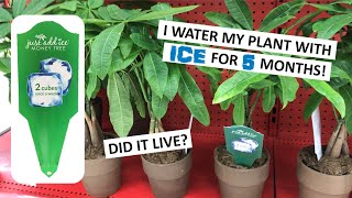 EXPERIMENT: I watered my plants with ice for 5 months, and here is what happened...