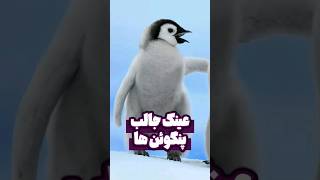 عینک جالب پنگوئن ها! 🐧