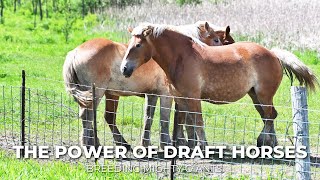 The Power of Draft Horses: Breeding Mighty Giants @secret_animals