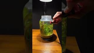 Miniature aquarium ecosystem in a jar