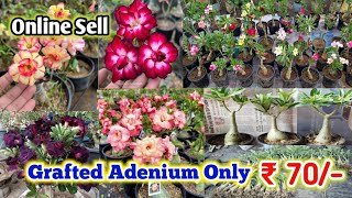 grafted adenium plant just rupees 70/- (mix colour) online sale from Kolkata nursery